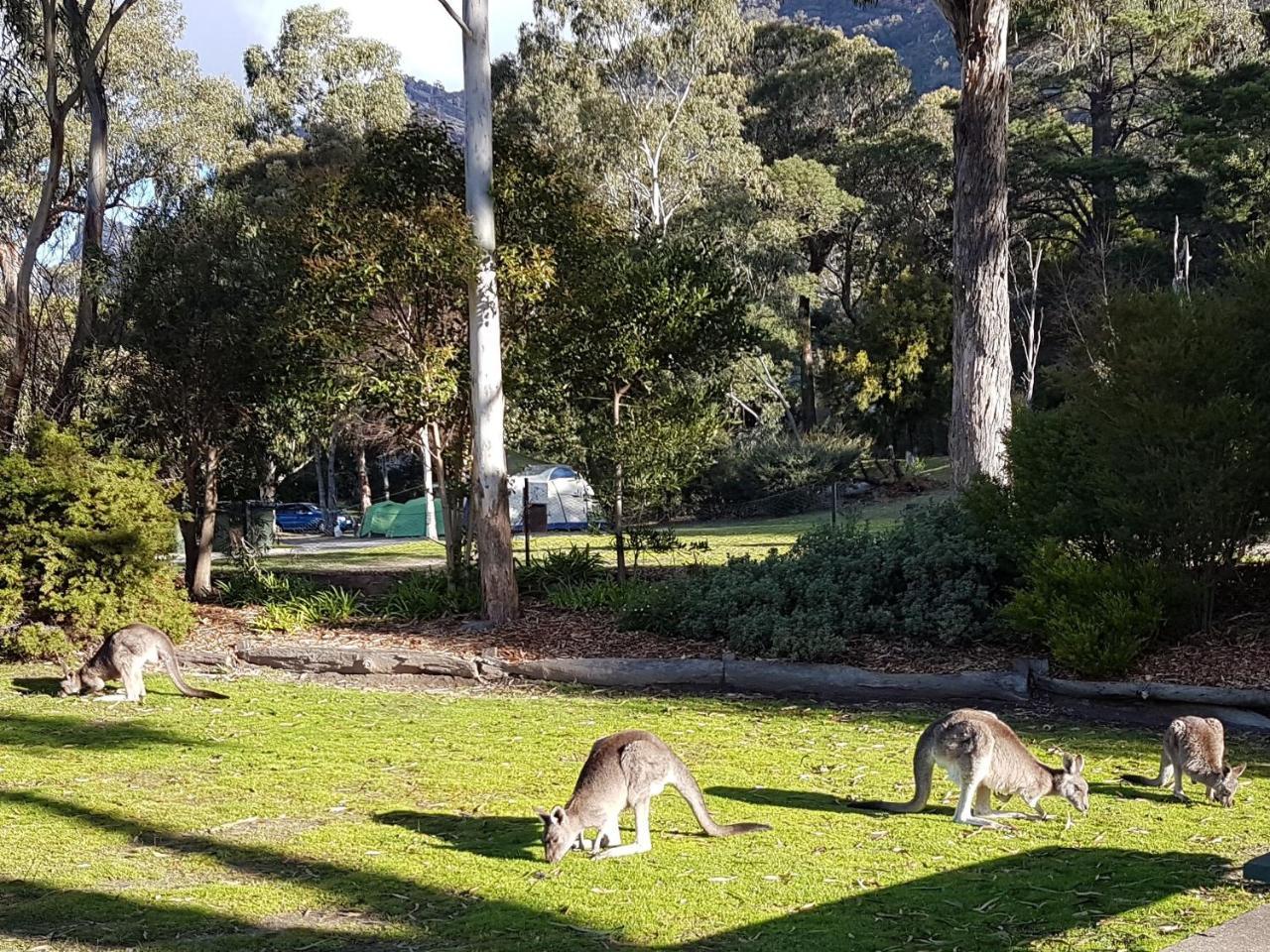 Breeze Holiday Parks - Halls Gap Dış mekan fotoğraf